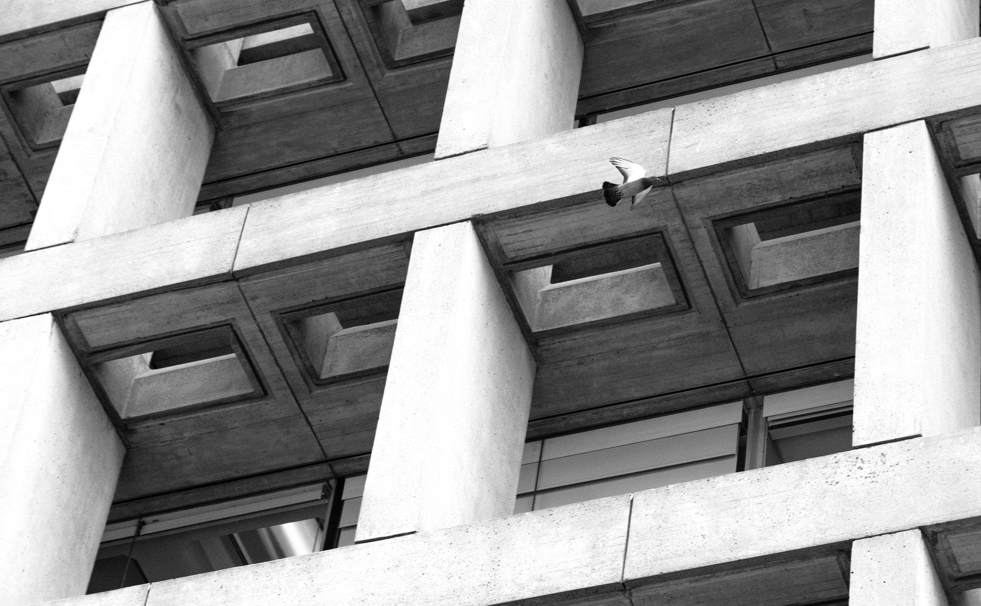 architectural-design-architecture-bird-2793490